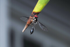 Allobaccha siphanticida