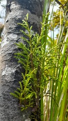 Lepidothamnus intermedius
