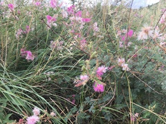 Mimosa dysocarpa