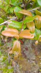 Metrosideros fulgens