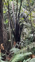 Cyathea medullaris
