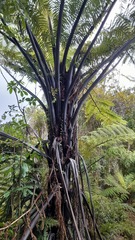 Cyathea medullaris