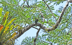 Brotogeris jugularis