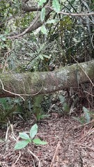 Quintinia serrata