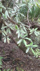 Quintinia serrata