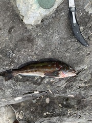 Hexagrammos decagrammus