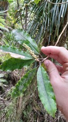 Quintinia serrata