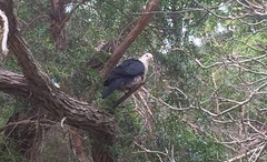 Columba leucomela