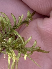 Pleurozium schreberi