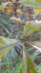Pseudopanax discolor