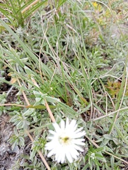 Delosperma litorale