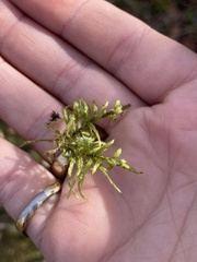 Pleurozium schreberi