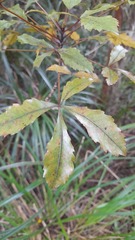Pseudopanax discolor