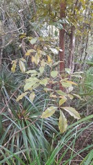 Pseudopanax discolor