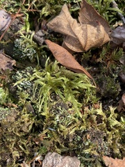 Pleurozium schreberi