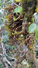 Cladomnion ericoides