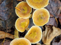Armillaria sinapina