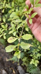 Coprosma foetidissima