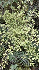 Coprosma foetidissima