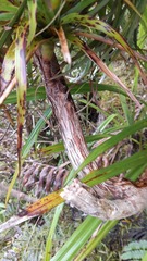 Dracophyllum traversii