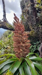 Dracophyllum traversii