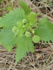 Urtica pilulifera