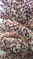 Dracophyllum traversii