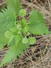 Urtica pilulifera