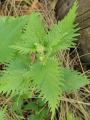 Urtica pilulifera