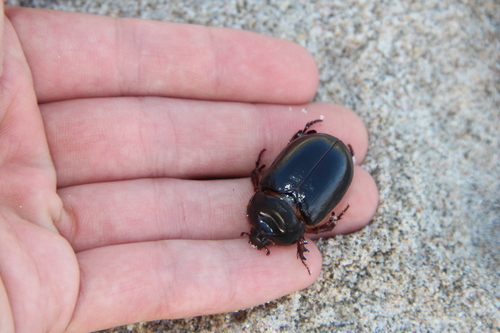 Large Sand Scarab photo 5