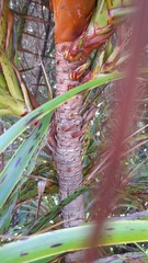 Dracophyllum traversii