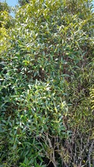 Metrosideros umbellata