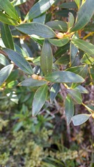 Metrosideros umbellata