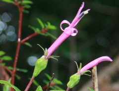 Centropogon gutierrezii