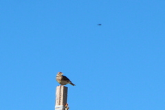 Alauda arvensis arvensis