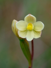 Thelymitra flexuosa
