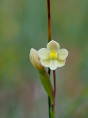 Thelymitra flexuosa