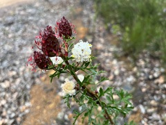 Petrophile diversifolia