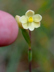 Thelymitra flexuosa