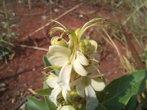 Rotheca luembensis
