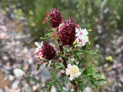 Petrophile diversifolia