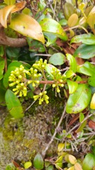 Metrosideros fulgens