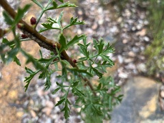 Petrophile diversifolia