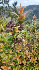 Metrosideros fulgens