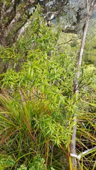 Corokia buddleioides