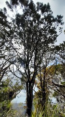 Lepidothamnus intermedius