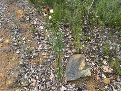 Petrophile diversifolia