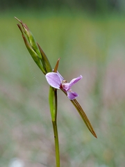 Diuris punctata