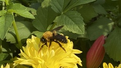 Xylocopa appendiculata