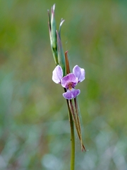 Diuris punctata